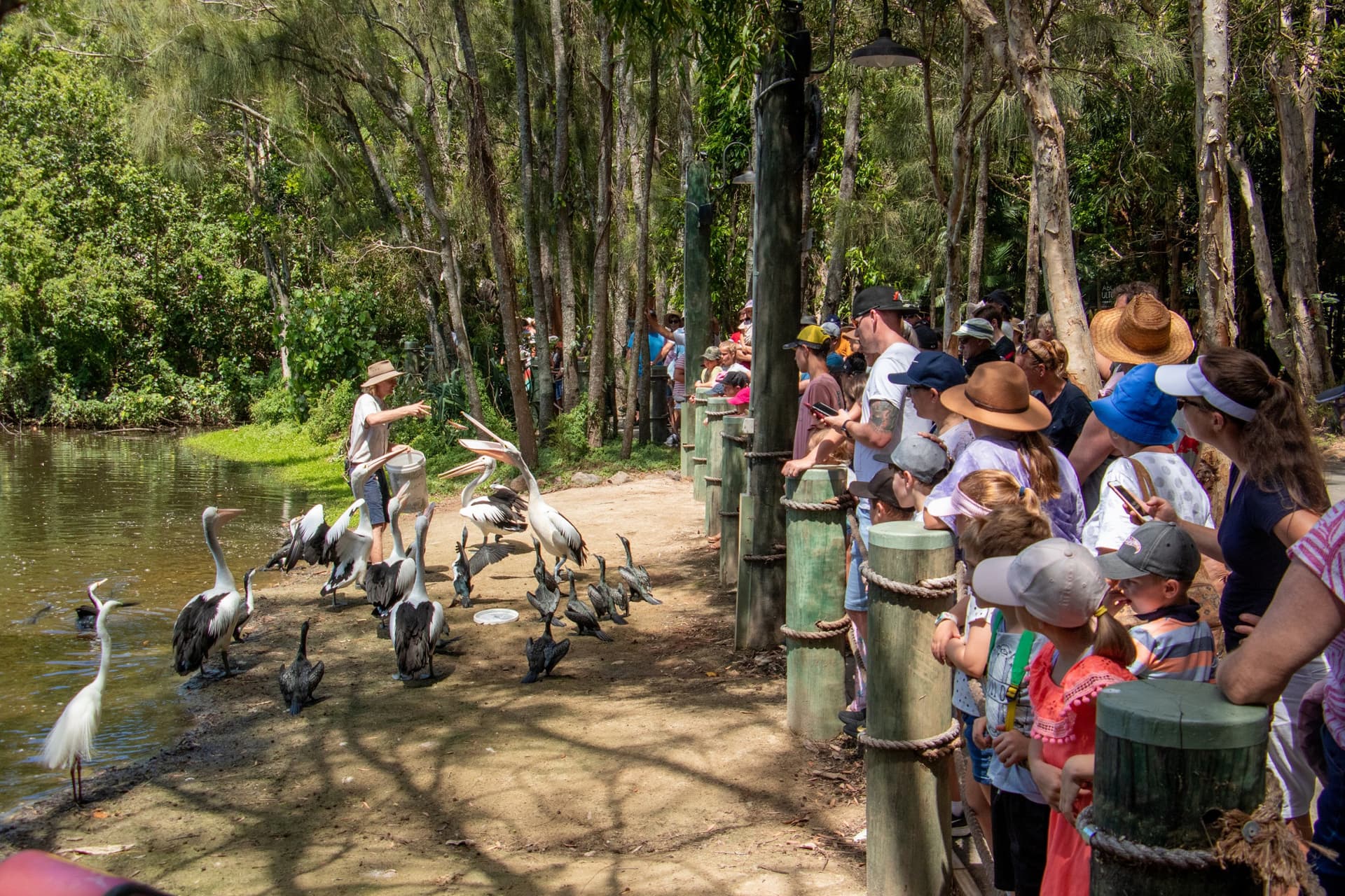Currumbin Wildlife Sanctuary Gold Coast Ticket - image 9