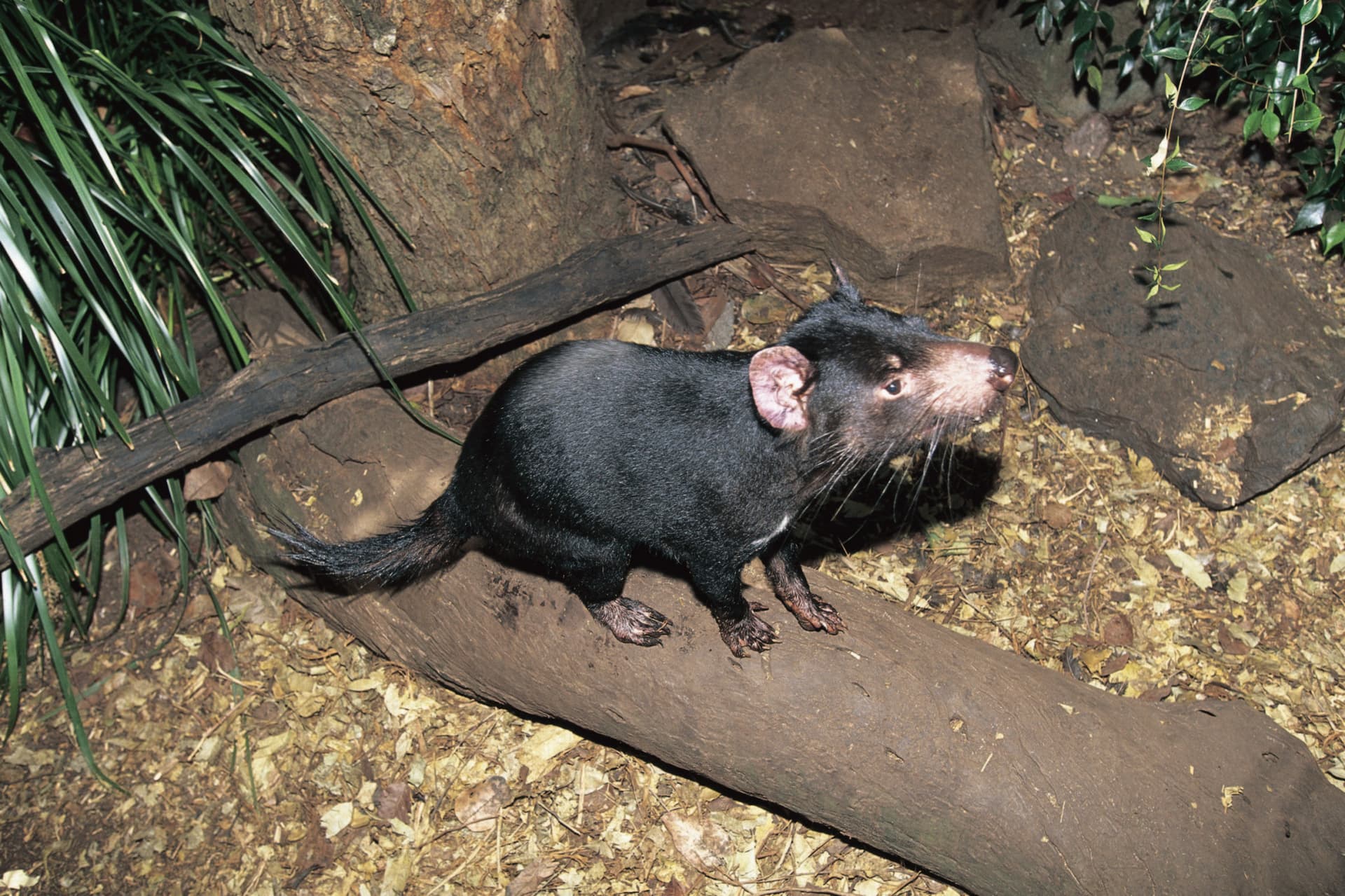 Currumbin Wildlife Sanctuary Gold Coast Ticket - image 6