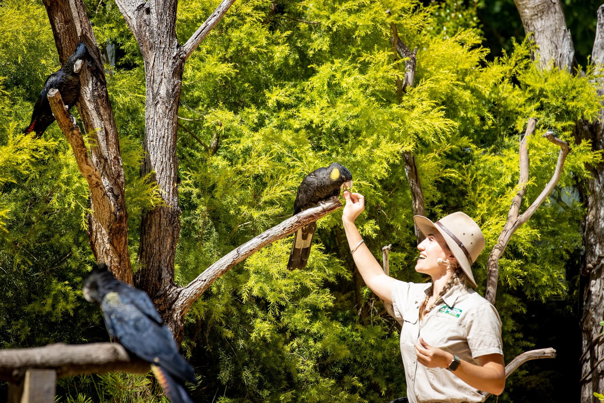 Currumbin Wildlife Sanctuary Gold Coast Ticket - image 13